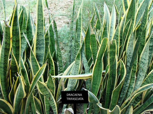 Dracaena trifasciata